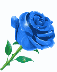 Rose Blue GIF - Rose Blue роза GIFs