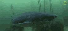 Shark National Geographic GIF - Shark National Geographic Slow GIFs