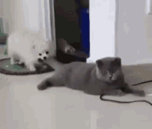 Cat Dog Cat Dog Play GIF - Cat Dog Cat Dog Play Cat Play GIFs