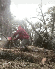 lumberjack tree chainsaw nuts balls