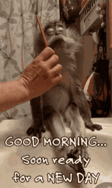 Morning Brushing GIF - Morning Brushing Hair GIFs