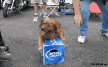 Dog Dont Touch My Beer GIF - Dog Dont Touch My Beer Dog Tricks GIFs