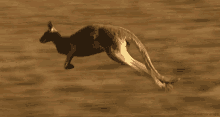kangaroo bounce hop leap marsupial