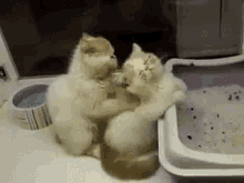 kitty massage cute adorable cat