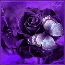 Butterfly Rose GIF - Butterfly Rose Black GIFs