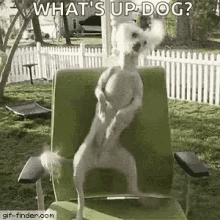 dog happy dance whats up dog funny
