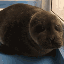 Seal Cute GIF - Seal Cute Cute Seal GIFs
