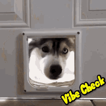 vibe check cute dog checking just checking