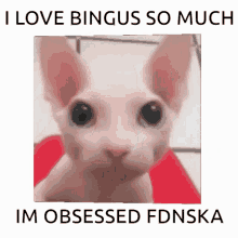 bingus i love bingus bongus sploingus meme cat