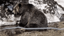 Grizzly Bear Bears GIF - Grizzly Bear Bear Bears GIFs