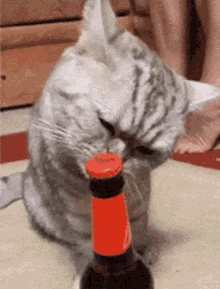 Bottle Opener Cat Opener GIF - Bottle Opener Cat Opener Beer GIFs
