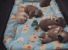 Restless Leg Syndrome GIF - Animals Dogs Puppies GIFs