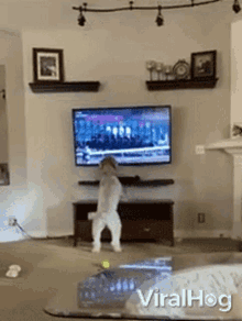 Dog Viralhog GIF - Dog Viralhog Watching Tv GIFs