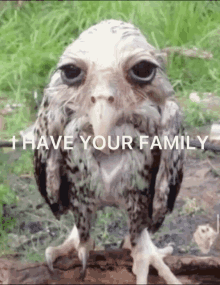 wetowl ihaveurfamily ihaveyourfamily owl owlmeme