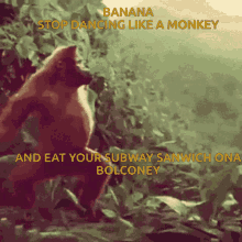 Banana Tom GIF - Banana Tom Owl Knight51 GIFs