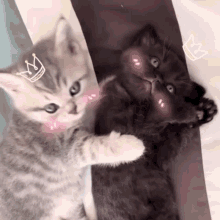 Kittens Cuttest GIF - Kittens Cuttest Kitty Love GIFs