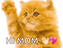 Hi Mom Cat GIF - Hi Mom Cat Heart GIFs
