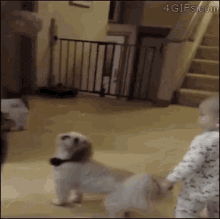dog dancing copy baby twirling