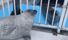 Seal Clapping GIF - Seal Clapping Animals GIFs