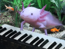 axolotl play piano keyboard