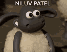 niluv patel niluv patel sheep thumbs niluv patel niluv patel sheep thumbs