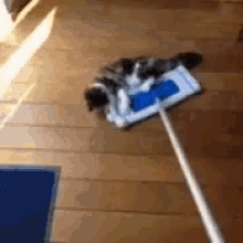 Cat Clean GIF - Cat Clean Floor GIFs