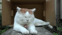 Professor Cat GIF - Cat Professor Cat Smart Cat GIFs