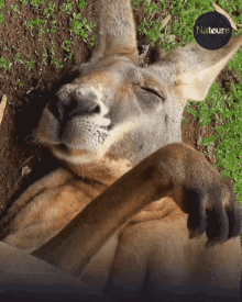 kangaroo sleep sleepy tired chill