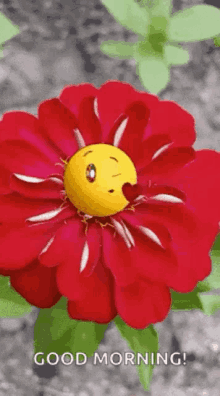emoji kiss heart good morning flowers