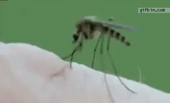 Neato Mosquito GIF – Neato Mosquito Bloodsucker – Discover & Share GIFs