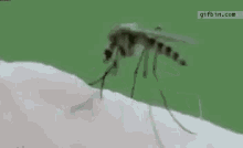 Neato Mosquito GIF - Neato Mosquito Bloodsucker GIFs