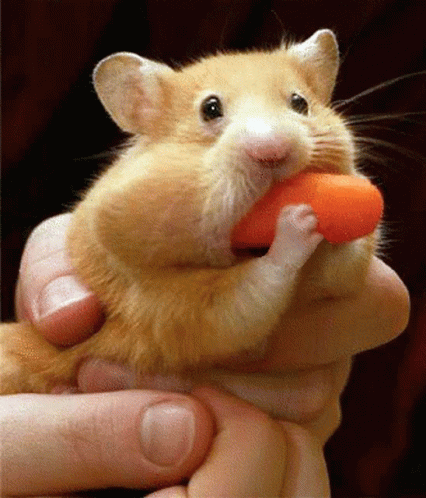 hamster-eating.gif