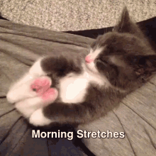 Kitty Models His Morning Stretches GIF - Cat Kitten Morning GIFs