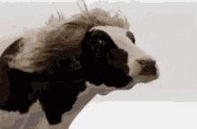 Hot Cow GIF - Hot Cow Windy GIFs
