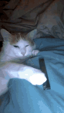 Cat Vape GIF - Cat Vape Juul GIFs