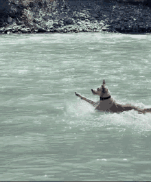 Dog River GIF - Dog River Goldendoodle GIFs