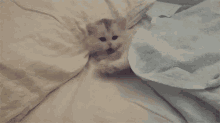 kitty kitten cat bed sleep