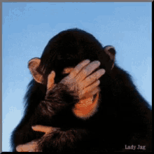 chimp laughing face palm funny