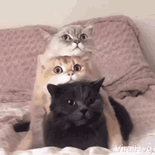 Cat Stack Cat Tower GIF - Cat Stack Cat Tower Chilling GIFs