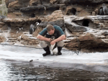 Tickle Time! GIF - Penguin Tickle Play GIFs