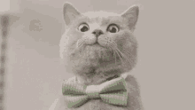 Mike The Cat Bow Tie GIF - Mike The Cat Cat Bow Tie GIFs