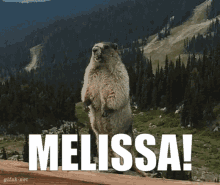 Melissa Wtf GIF - Melissa Wtf Calling Out GIFs