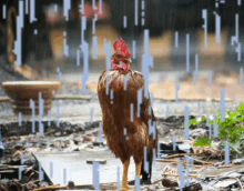 Chicken Rain Rain Chicken GIF - Chicken Rain Rain Chicken Raining GIFs