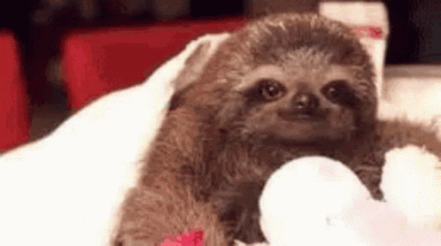 cute-animals-sloth.gif