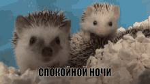 ёжик зевает спокойной ночи GIF - Hedgehog Yawning Good Night GIFs