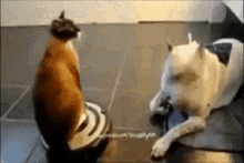 Cat Vacuum GIF - Cat Vacuum Dog GIFs