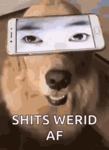 Cell Phone Dog GIF - Cell Phone Dog Puppy GIFs