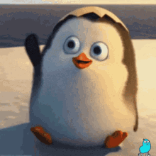 pinguini pinguin gamer zone discord