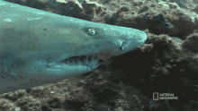 Hunting When Sharks Attack GIF - Hunting When Sharks Attack Predatory Shark Attacks GIFs