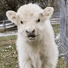 Calf Chewing GIF - Calf Chewing Chewing Cud GIFs